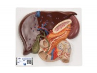 model wątroby/pęcherzyka żółciowego z kamieniami żółciowymi - 1019551 3b scientific modele anatomiczne 9
